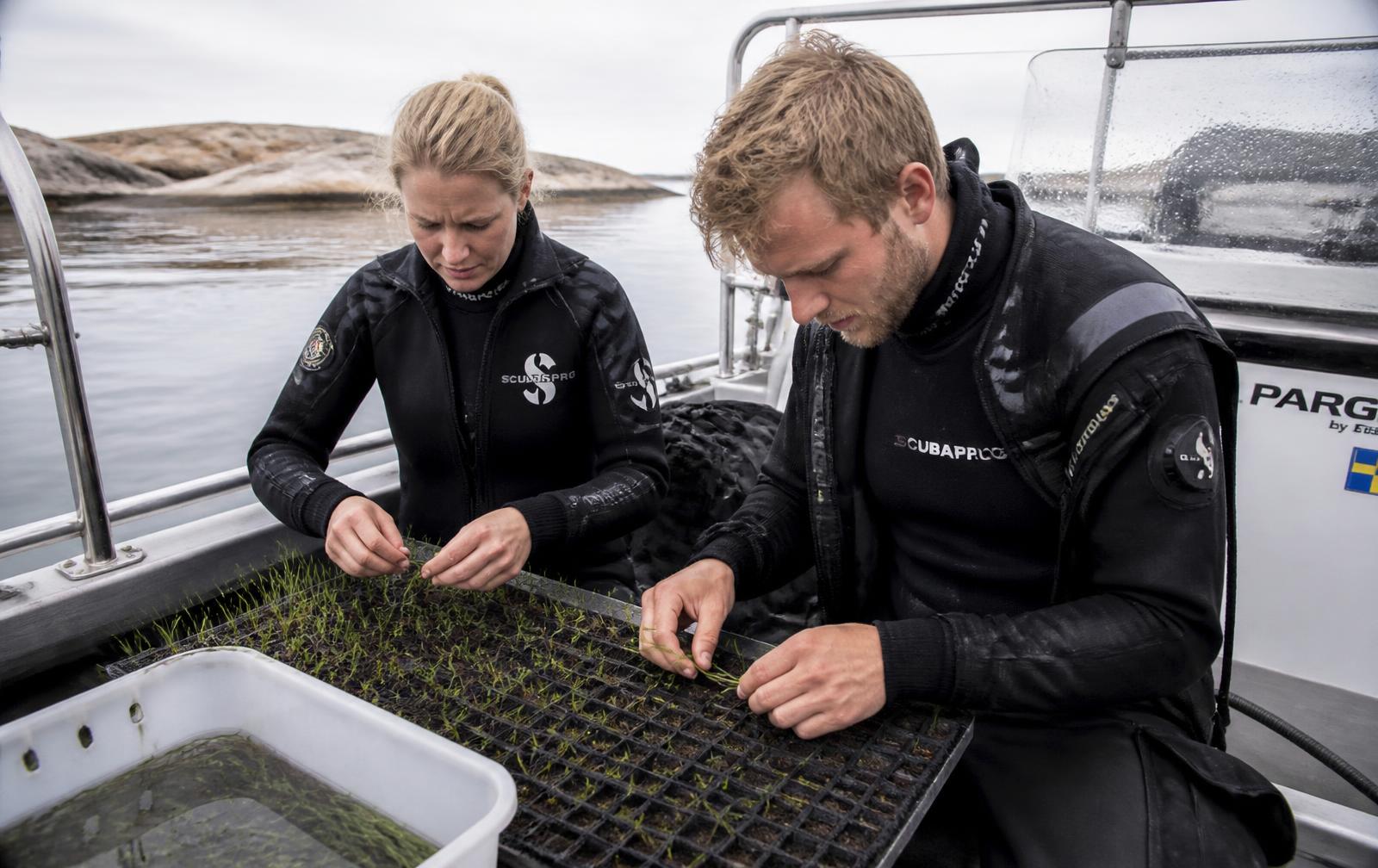 Två marinbiologer planterar ålgrässkott ombord på en båt i Bohuslän