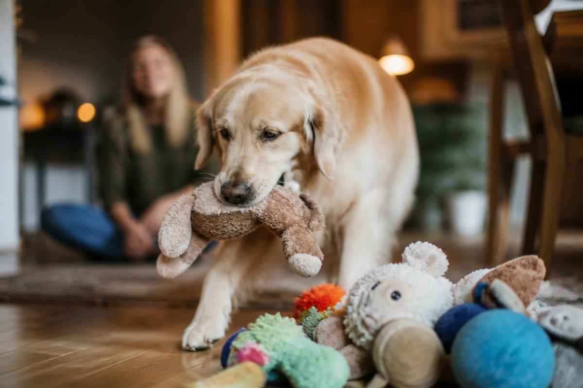 Hund som hämtar en namngiven leksak ur en hög med leksaker