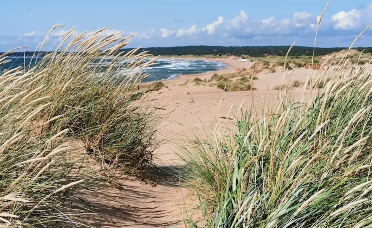 Sanddyner med strandgräs framför en lång sandstrand på svenska västkusten