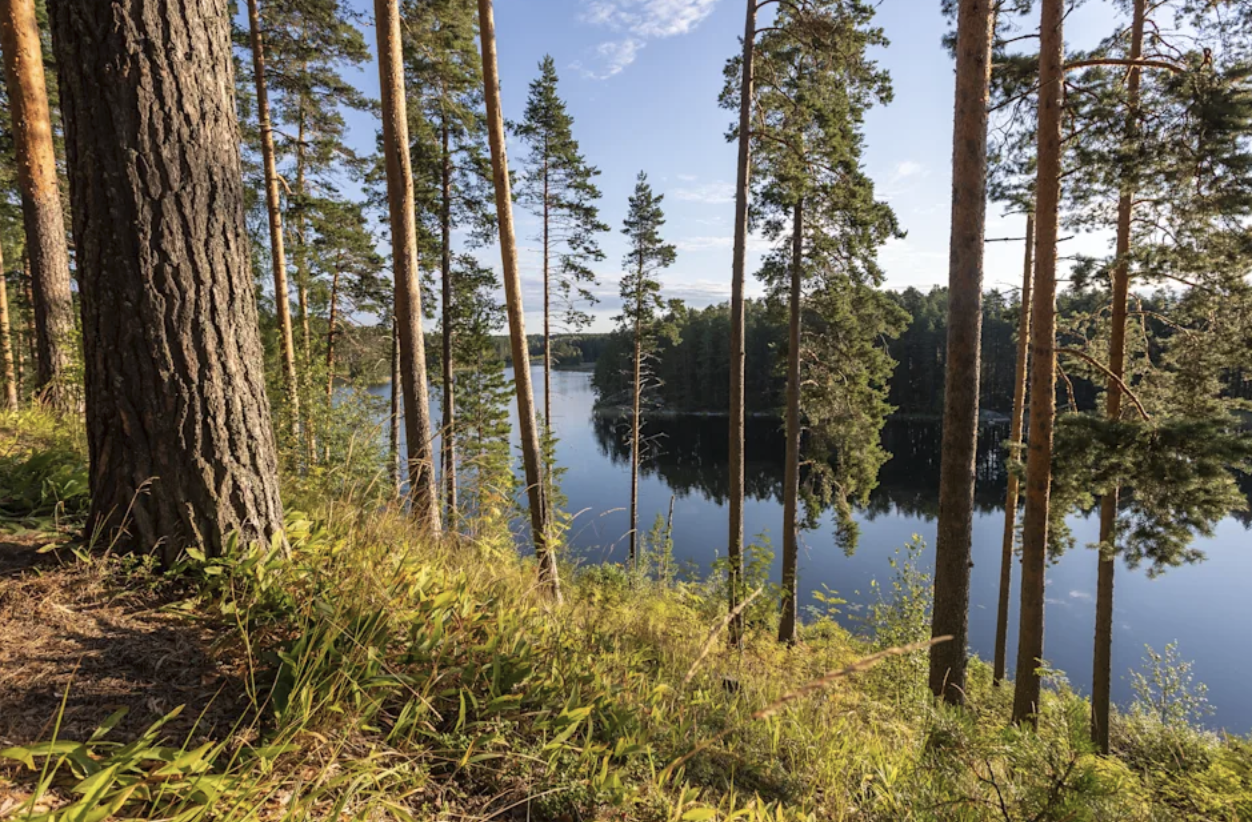 Granskog och spegelblank sjö – naturen runt Saimaa är terapi i sig.