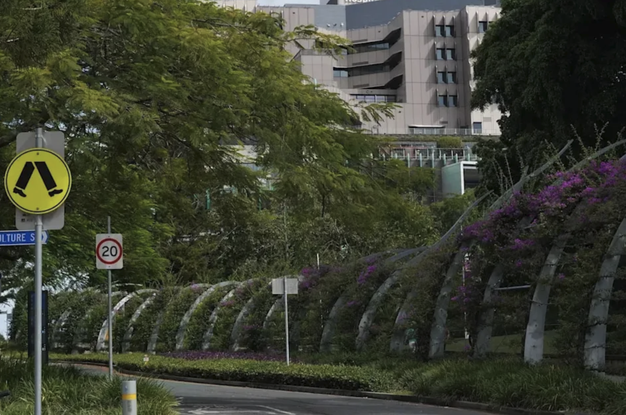 Grönskande Brisbane i Australien med bougainvillea-klädda gångbågar